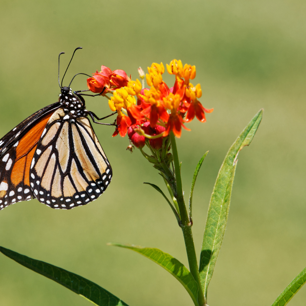 50 Pcs Blood Flower Milkweed Seeds for Planting Outdoors, Non-GMO Heirloom Tall Plants, Low Maintenance Red & Orange Blooms for Yard Borders