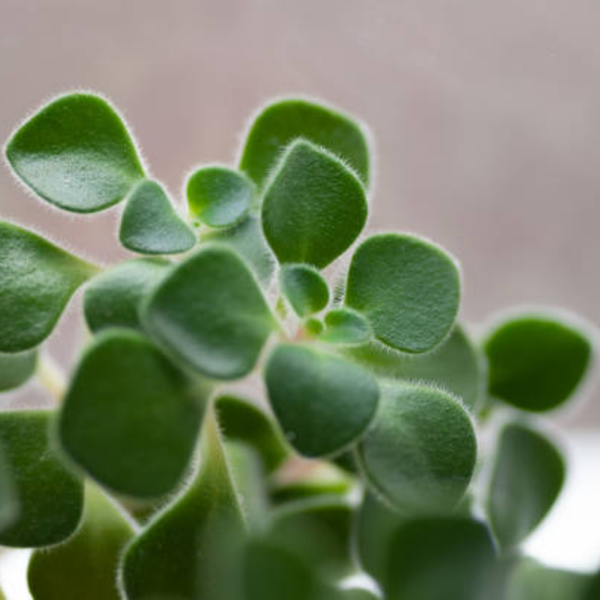2 Peperomia Incana, Peperomia Plant Live in 4 Inch Pot, Soft-Leaf Indoor Plant for Home Decor, Office Desks and Shelves