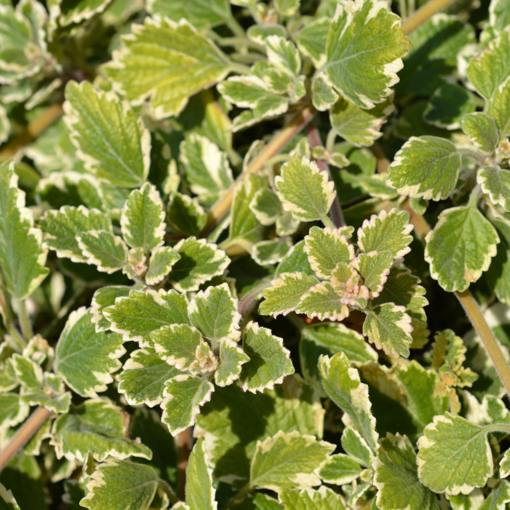 2 Swedish Ivy Plants Live House Plants | Swedish Ivy in 3.25 Inch Pot | Lush Trailing Greenery for Indoor Spaces, Desks & Window Areas