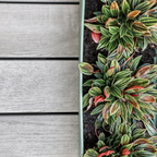 Peperomia Live Plant, Peperomia ‘Rosso’, 4" Pot, Easy Care Indoor Greenery, Decorative Pointed Foliage for Desks and Bright Spaces
