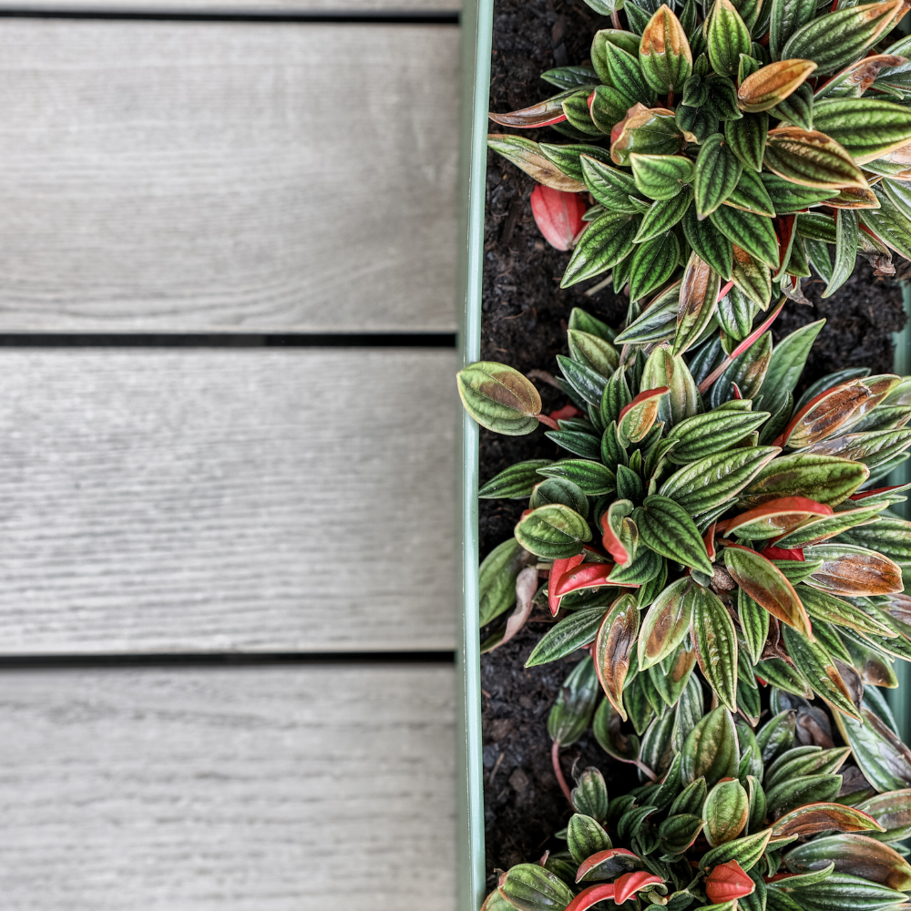 Peperomia Live Plant, Peperomia ‘Rosso’, 4" Pot, Easy Care Indoor Greenery, Decorative Pointed Foliage for Desks and Bright Spaces