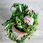 Hoya Rope Plant, Hoya Hindu Rope in 3" Pot, Easy Care Indoor Greenery, Curled Wax Foliage for Shelves and Small Spaces