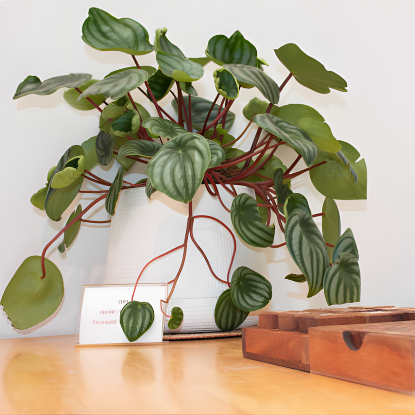 Peperomia Rosso Live Plant, 4 Inch Pot, Potted Emerald Ripple Peperomia, Two-Tone Green and Red Indoor Plant for Home and Office Décor