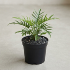 Philodendron Tortum Live Plant in 4 Inch Pot, Rare Style Indoor Plant for Tabletop Display, Gifting and Houseplant Collections