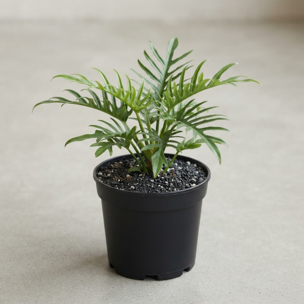 Philodendron Tortum Live Plant in 4 Inch Pot, Rare Style Indoor Plant for Tabletop Display, Gifting and Houseplant Collections