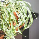 2 Curly Spider Plants Live House Plant, 2 Inch Pot Hanging Bonnie Spider Plant, Low Maintenance, Thrives in Home & Office, Perfect for Plant Enthusiasts, Easy to Grow
