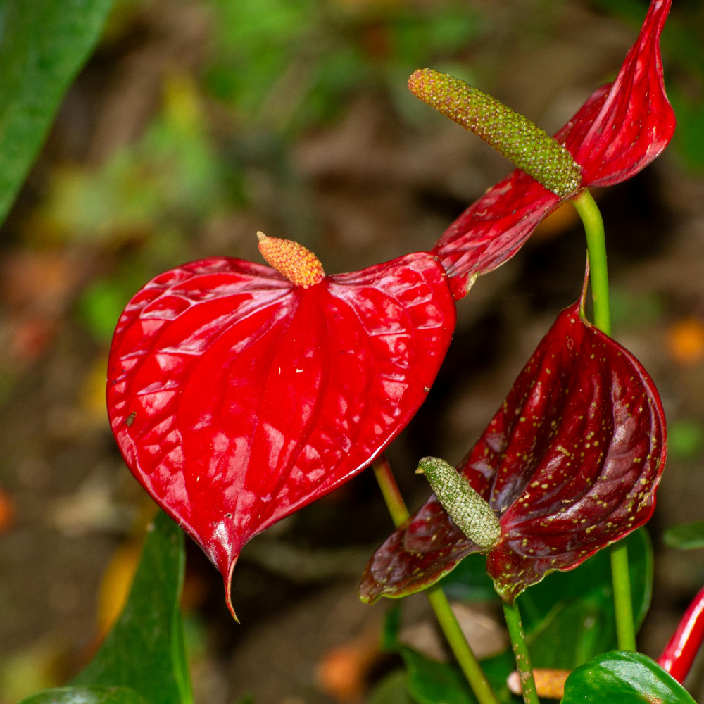 Red Anthurium Live Plant in 4 Inch Pot, Live House Plants, Great for Home & Office Styling, Succulent Arrangements & Beginner Growers