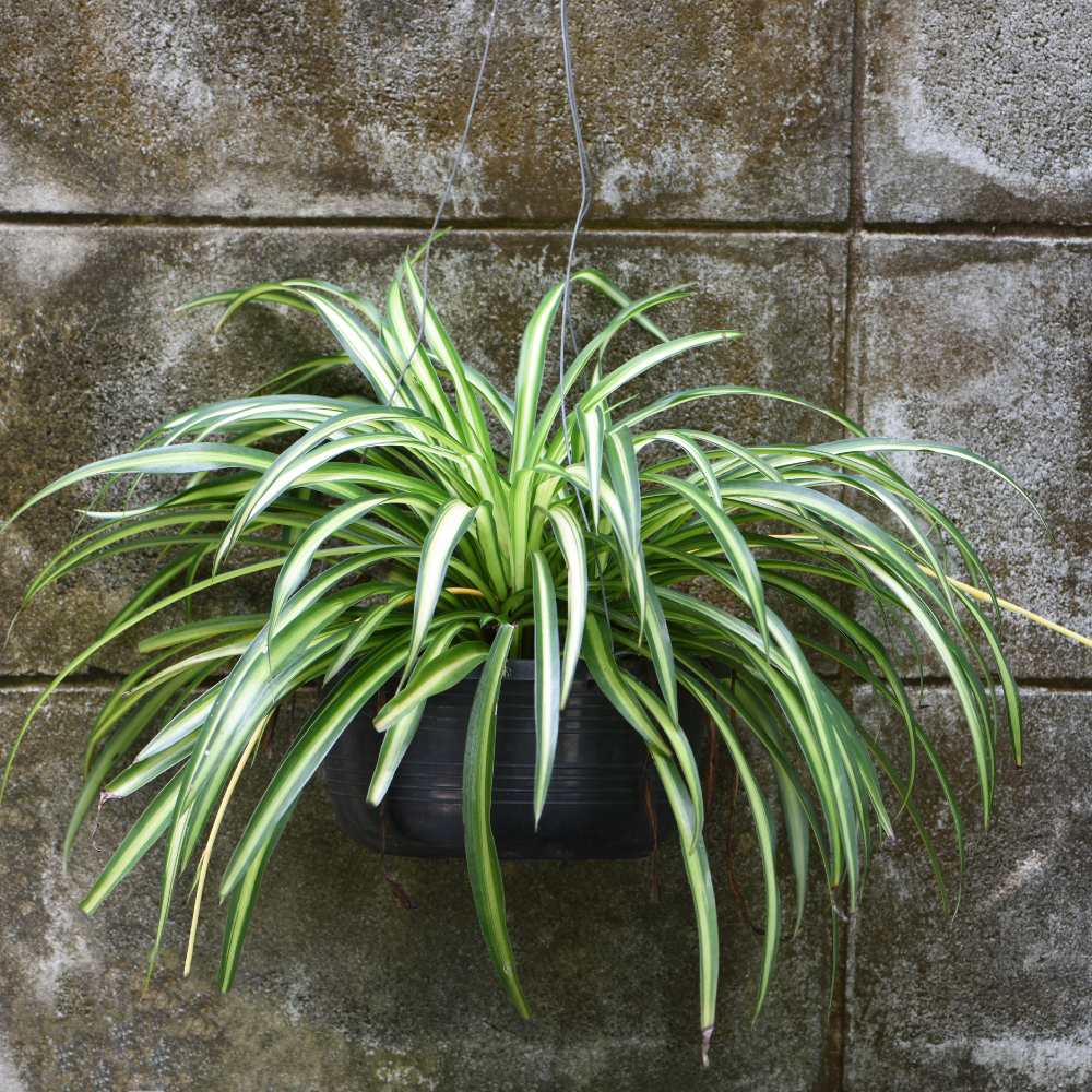 2 Spider Plants Live House Plants, Spider Plant in 2 Inch Pot, Low Maintenance, Thrives in Home & Office, Perfect for Plant Enthusiasts