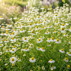 3500 German Chamomile Seeds for Planting Outdoors, Vigorous Herb Seeds, Sturdy Low Maintenance Aromatic Flowers with White Blooms for Patios & Gardens