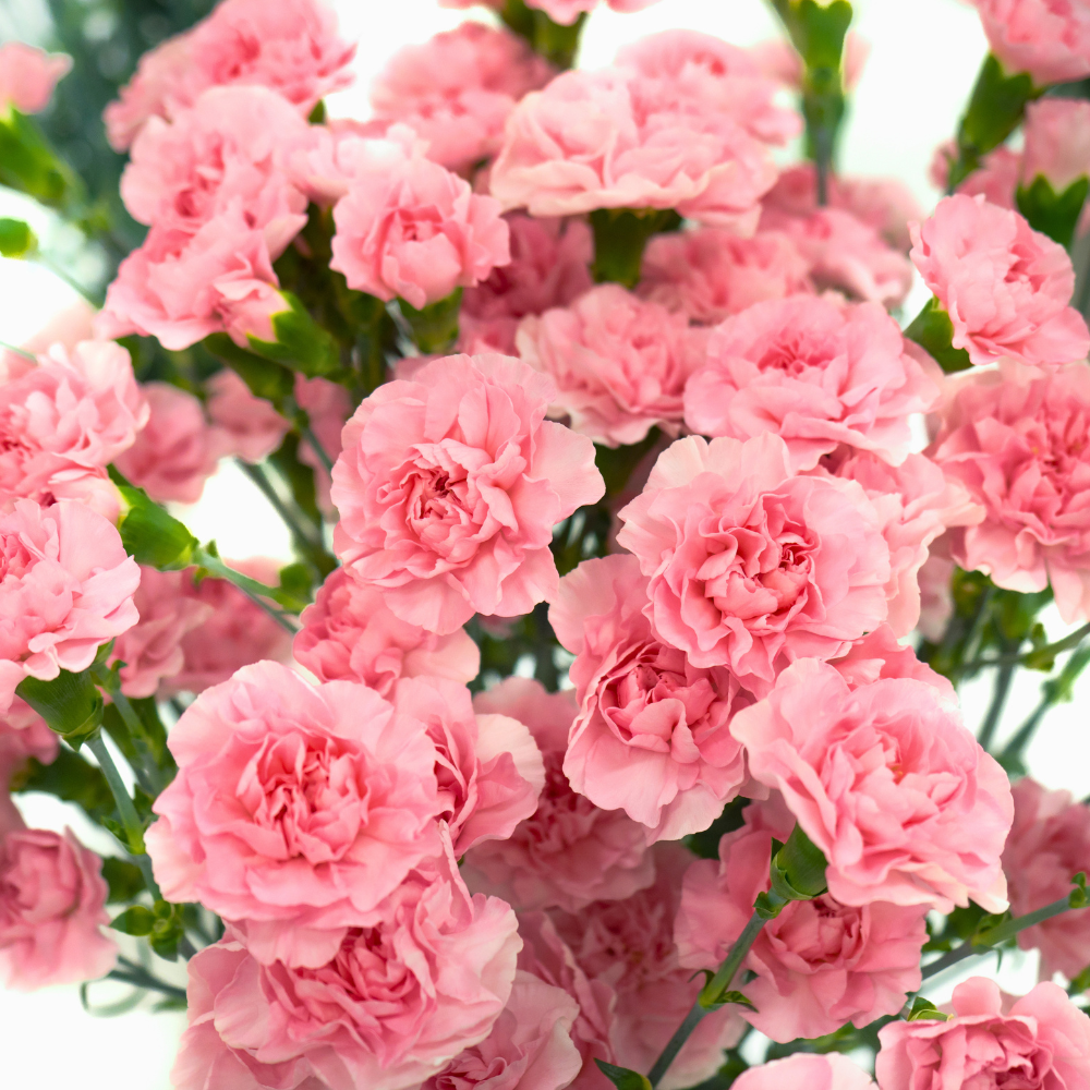 100 Pcs Carnation Flower Seeds for Planting Outdoors, Non-GMO Heirloom Chabaud Clove Flowers, Low Maintenance Fragrant Ruffled Blooms for Spring Yard