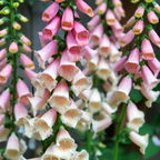 2 Foxglove Digitalis Purpurea Live Plant, 3-Inch Pot, Established Live Flowering Plant, Classic Tall Spire Blooms for Modern Landscape Design