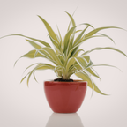 Spider Plant Live Houseplants in 4 Inch Pot | Air-Purifying, Low Maintenance, Thrives in Home & Office | Perfect for Plant Enthusiasts | Perfect for Beginners & Green Home Styling