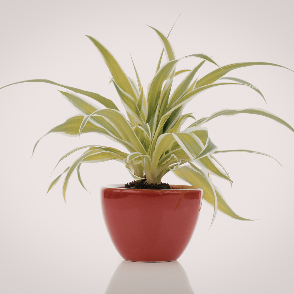 Spider Plant Live Houseplants in 4 Inch Pot | Air-Purifying, Low Maintenance, Thrives in Home & Office | Perfect for Plant Enthusiasts | Perfect for Beginners & Green Home Styling