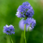 100 Pcs Globe Gilia Seeds for Planting Outdoors, Non-GMO Heirloom Blue Wildflowers, Sturdy Low Maintenance Spherical Blooms for Yard Borders