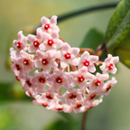 Hoya Rope Plant, Hoya Hindu Rope in 4" Pot, Easy Care Indoor Greenery, Curled Wax Foliage for Shelves and Small Spaces