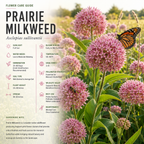 20 Pcs Milkweed Seeds for Planting, Prairie Heirloom, Vigorous Perennial Flowers Yielding Striking Blooms for Backyards
