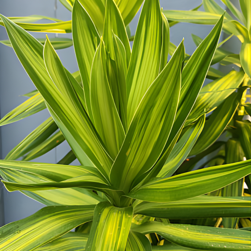 Dracaena Plant Live ‘Song of India’, 4 Inch Pot, Variegated Yellow and Green Indoor Plant for Home and Office