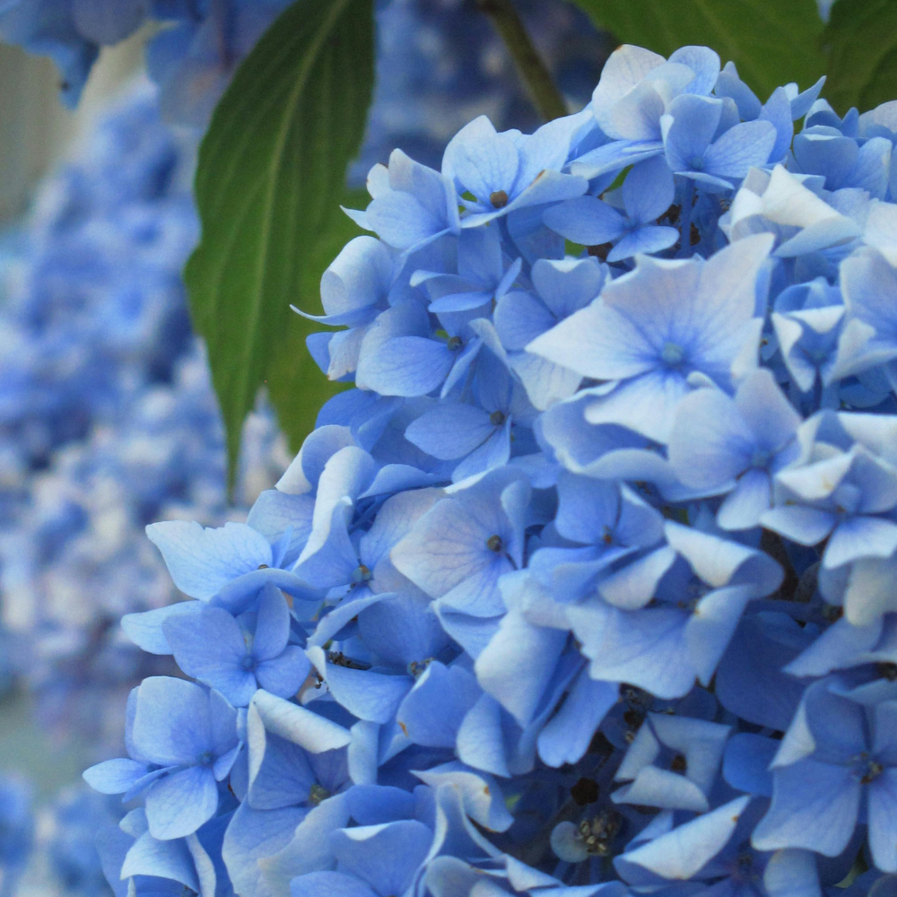 Nikko Blue Hydrangea Shrub Live Plant | Gallon Size Pot | Low Maintenance Flowering Deciduous Plant