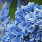 Nikko Blue Hydrangea Shrub Live Plant | Gallon Size Pot | Low Maintenance Flowering Deciduous Plant