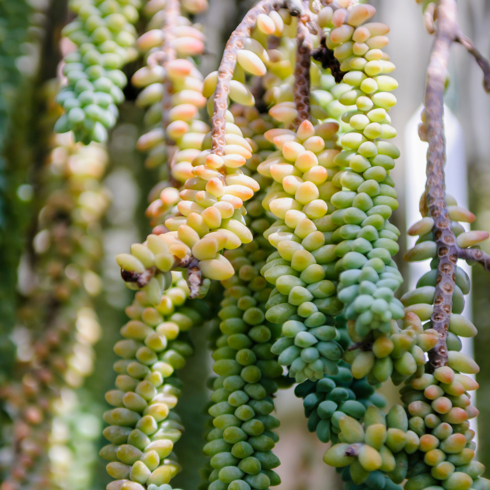 Live Succulents Donkey Tails in 2 Inch Pot, Air-Purifying, Low Maintenance, Perfect for Home and Office Décor, Easy Care Starter Plants
