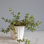 2 Rare Live Succulent Cactus Plants, Pickle Plant Delosperma Echinatum 2 Inch Potted, Unique Succulent for Indoor Display and Collections
