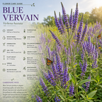 200 Pcs Blue Vervain Seeds for Planting Outdoors, Non-GMO Heirloom Perennial Flowers, Low Maintenance Purple-Blue Spikes for Moist Yard Borders