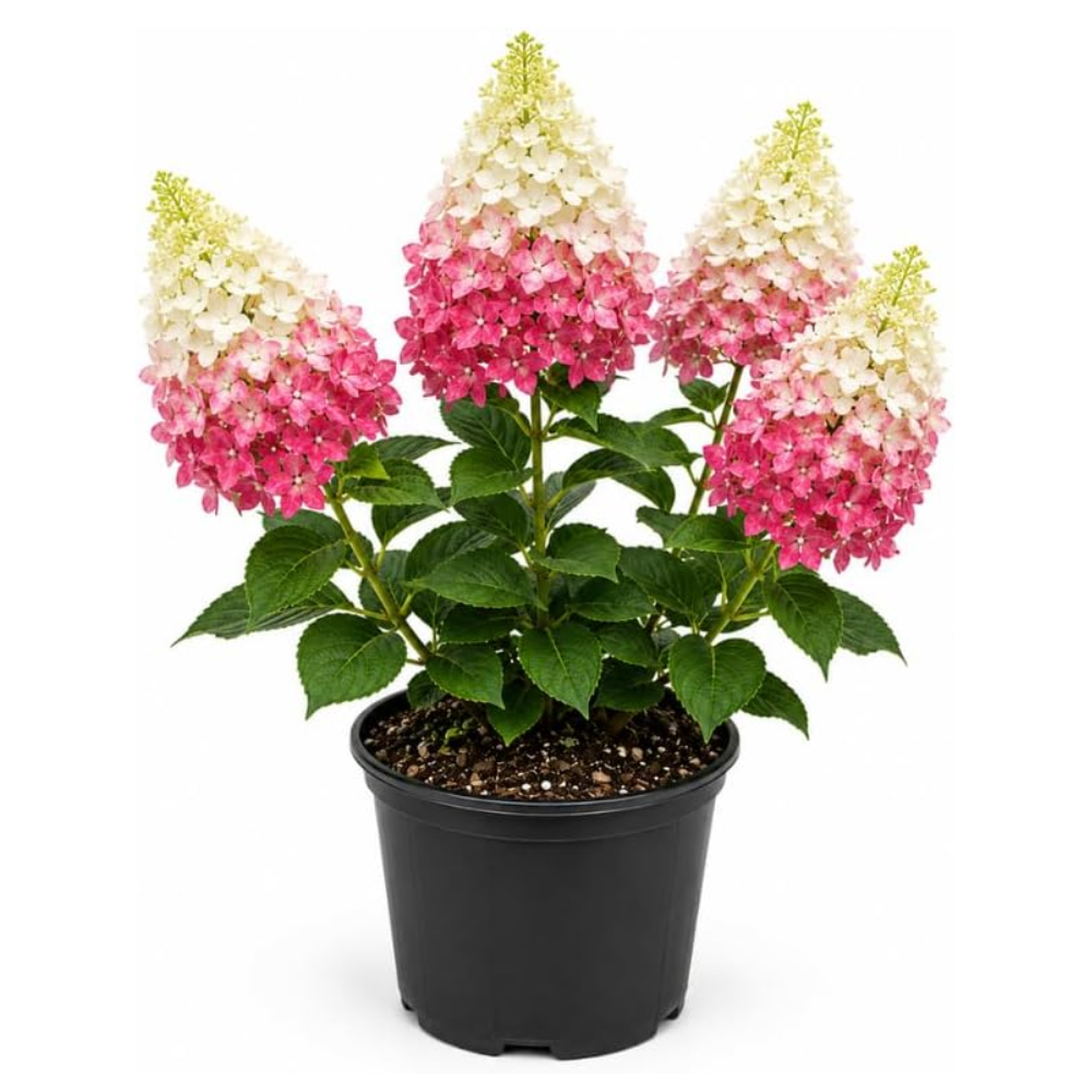 Limelight Hydrangea Tree Live Plant, 6-12" Tall in Quart Pot, Panicle Hydrangea for Planting, Grow Robust, Easy to Care Flowers for Landscapes