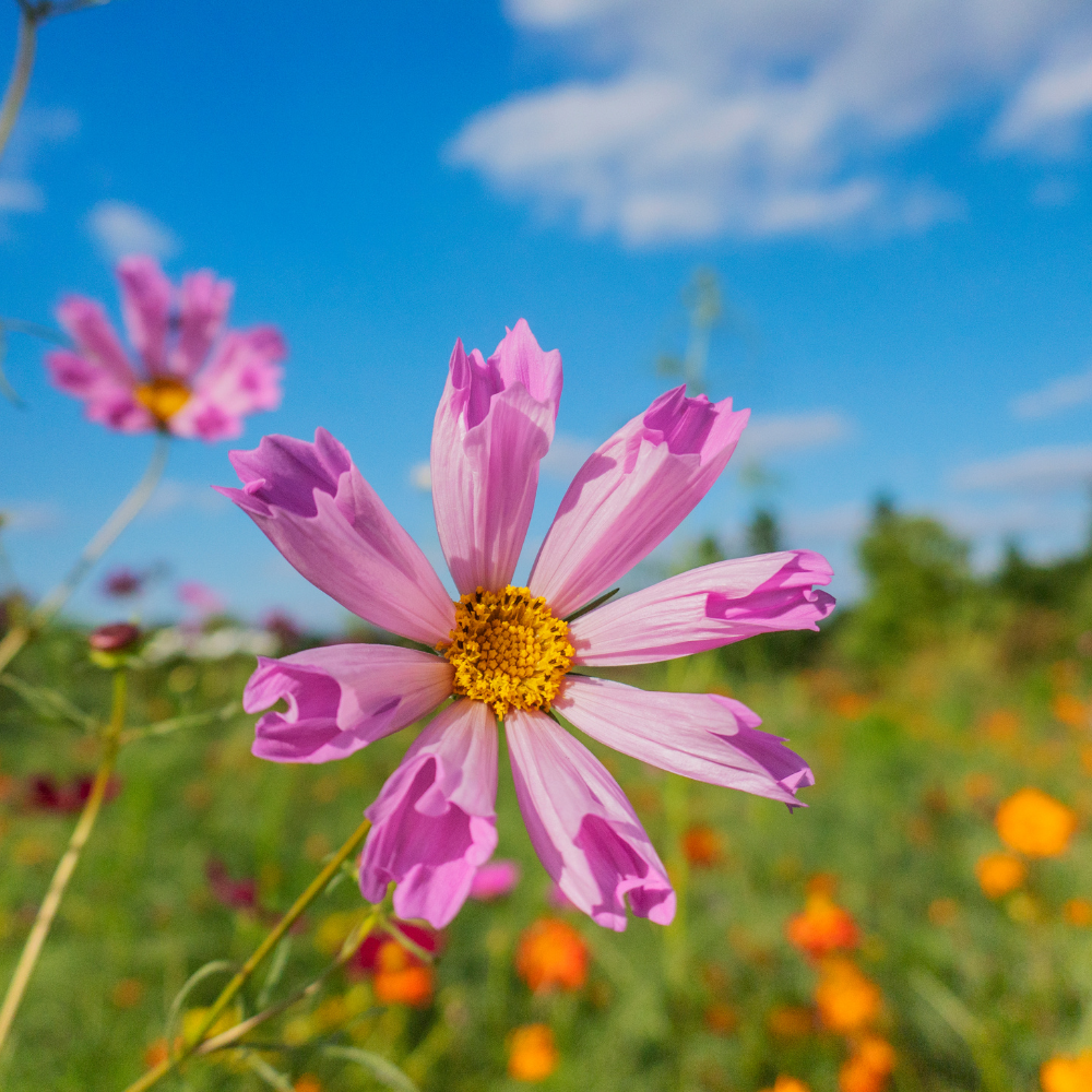 100 Pcs Sea Shells Cosmos Seeds for Planting Outdoors, Non-GMO Heirloom Petal Flowers, Low Maintenance Pink & White Blooms for Yard Borders