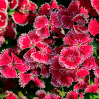 250 Pcs Sweet William Seeds Mix for Planting Outdoors, Non-GMO Heirloom Flowers, Low Maintenance Fragrant Pink & Red Blooms for Yard Borders