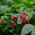 Live Raspberry Plants Live for Planting, 3" Bare Root Seedling, Cold-Hardy Rubus Idaeus Deciduous Shrub, Well-Rooted Starter Plant for Home Orchard