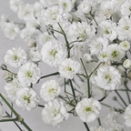 500 Pcs Baby's Breath Seeds Perennial for Outdoors, Easy to Care Outdoor Yard Floral Décor, Low Maintenance Displays