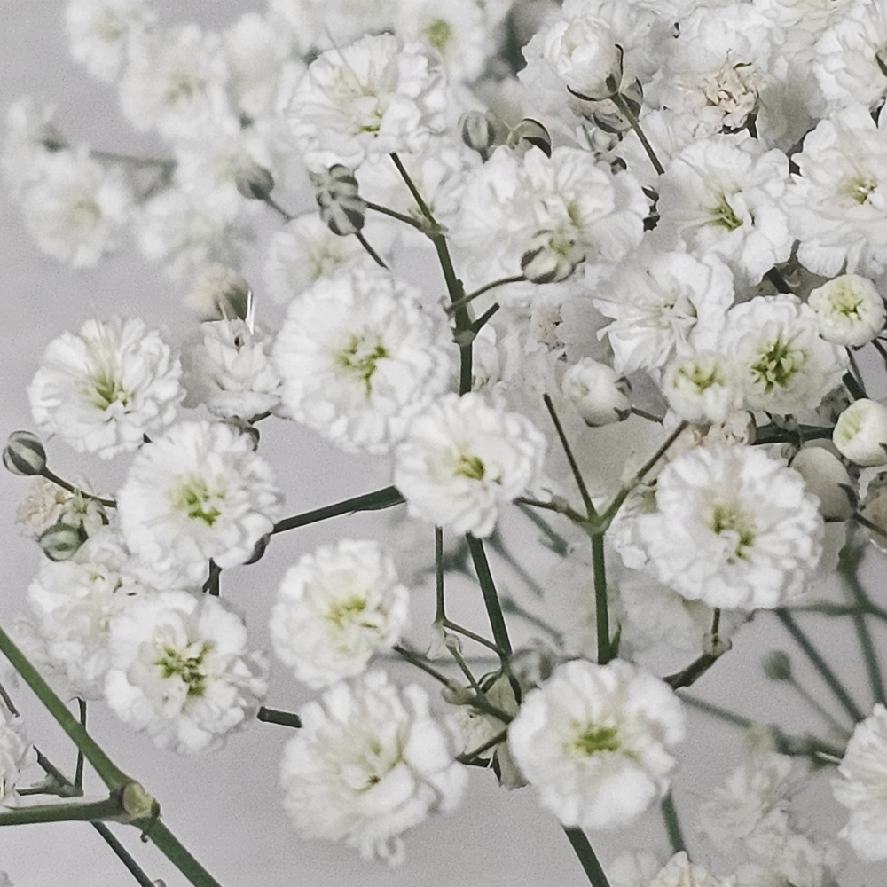 500 Pcs Baby's Breath Seeds Perennial for Outdoors, Easy to Care Outdoor Yard Floral Décor, Low Maintenance Displays