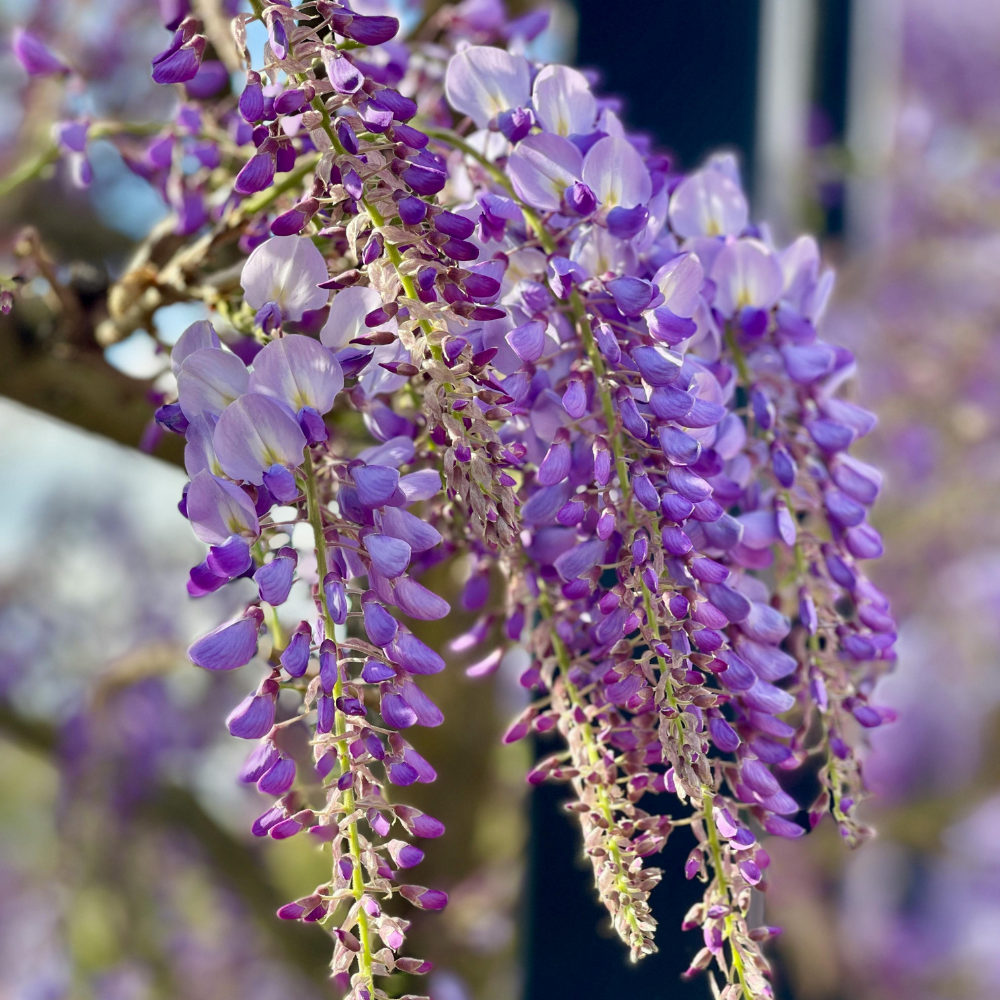 5 Pcs Wisteria Seeds for Planting Outdoors, Non-GMO Climbing Vine Seeds, Low Maintenance Fragrant Cascading Blooms for Pergolas & Arbors