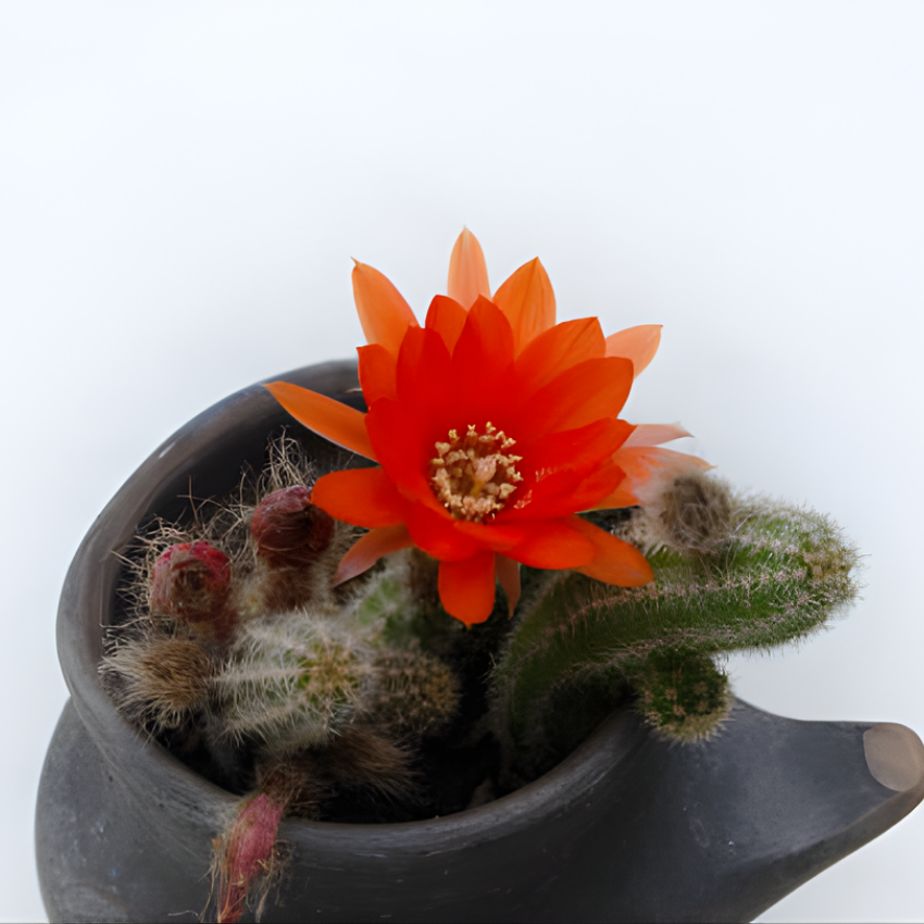 3 Monkey Tail Cactus Live Plant, 2 Inch Pot, Low Maintenance Exotic Succulent, Unique Soft White Spines for Bright Indirect Light