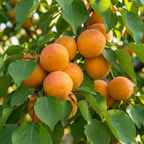 (No Ship to CA,HI,AK) Apricot Fruit Tree, 3 Gallon Pot Starter, Vigorous Cold-Hardy Plant for Edible Landscapes, Sturdy Deciduous Shade Tree for Sweet Summer Fruits & Spring Blossoms