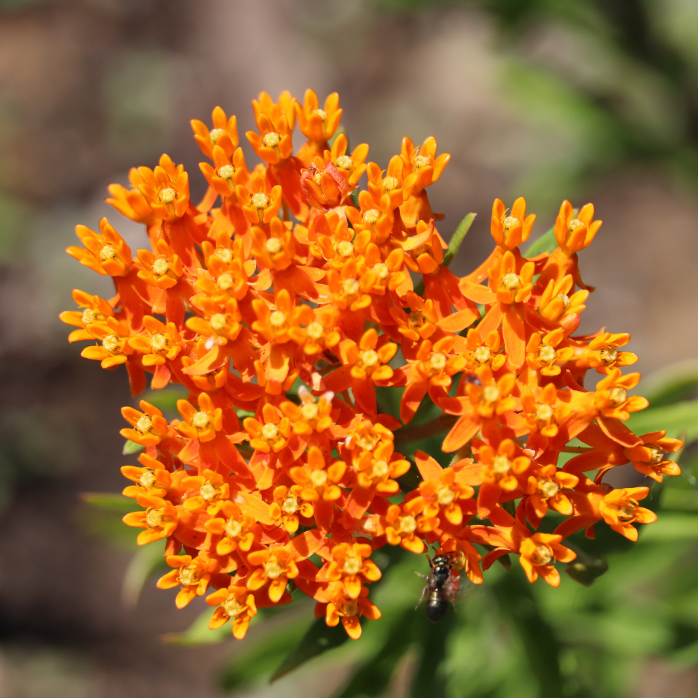 Milkweed Plants Live, Live Milkweed Plants, Size 4 Inch Tall, Bright Spring Blooms, Upright Growth for Garden Beds & Butterfly Gardens
