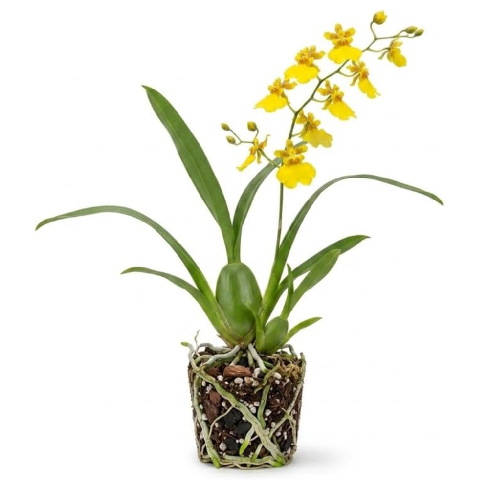 Hot Pink Tolumnia Oncidium Orchid Plant, Dancing Lady Floral Shrub, Easy Care Indoor Blooming Plant for Garden and Home Decor