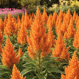 50 Pcs Sunday Orange Celosia Seeds, Heirloom Feather Amaranth for Planting, Fast-Growing Plants for Bright Sunlit Gardens