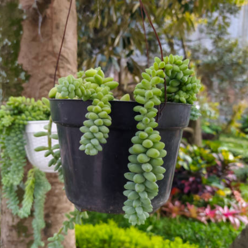 2 Live Succulents Donkey Tails in 4 Inch Pot, Air-Purifying, Low Maintenance, Perfect for Home and Office Décor, Easy to Grow