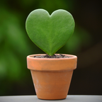 Live Green Hoya Kerrii Plant | Heart Leaf Vine in 4-Inch Pot | Established Tropical Indoor Plant | Versatile Heart-Shaped Foliage for Modern Design