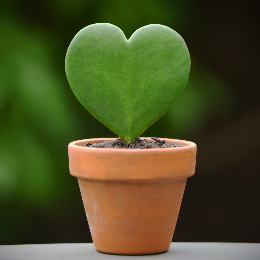 Live Green Hoya Kerrii Plant | Heart Leaf Vine in 4-Inch Pot | Established Tropical Indoor Plant | Versatile Heart-Shaped Foliage for Modern Design