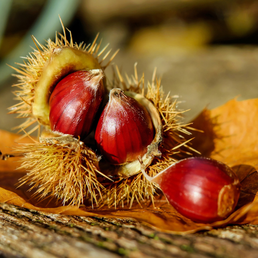 Chinese Chestnut Tree, 3 Gallon Pot, Vigorous Blight,Resistant Nut Tree for Edible Landscapes, Sturdy Cold-Hardy Shade Tree for Sweet Roasting Chestnuts