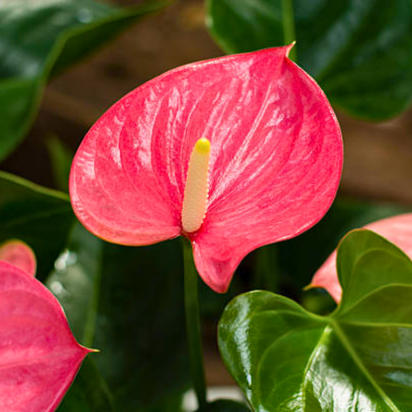 Anthurium Flamingo Flower Plant, Pink Anthurium Plant Live in 4 Inch Pot, Air Purifying Flowering Indoor Houseplant, Home, Room, or Office Décor, Easy to Grow