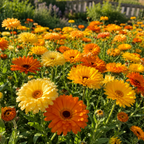 50 Calendula Pacific Mix Seeds, Vigorous Non-GMO Heirloom Flower Seeds, Sturdy Low Maintenance Orange & Yellow Blooms for Patios & Gardens