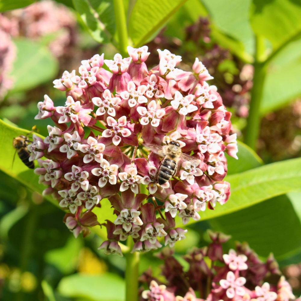 50 Pcs Showy Milkweed Seeds for Planting Outdoors, Non-GMO Heirloom Perennial Flowers, Low Maintenance Pink Blooms for Butterfly Yard Borders