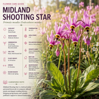 25 Pcs Midland Shooting Star Seeds for Planting Outdoors, Non-GMO Heirloom Perennial Flowers, Low Maintenance Pink & White Blooms for Woodland Gardens