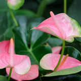 Anthurium Flamingo Flower Plant, Pink Anthurium Plant Live in 4 Inch Pot, Air Purifying Flowering Indoor Houseplant, Home, Room, or Office Décor, Easy to Grow