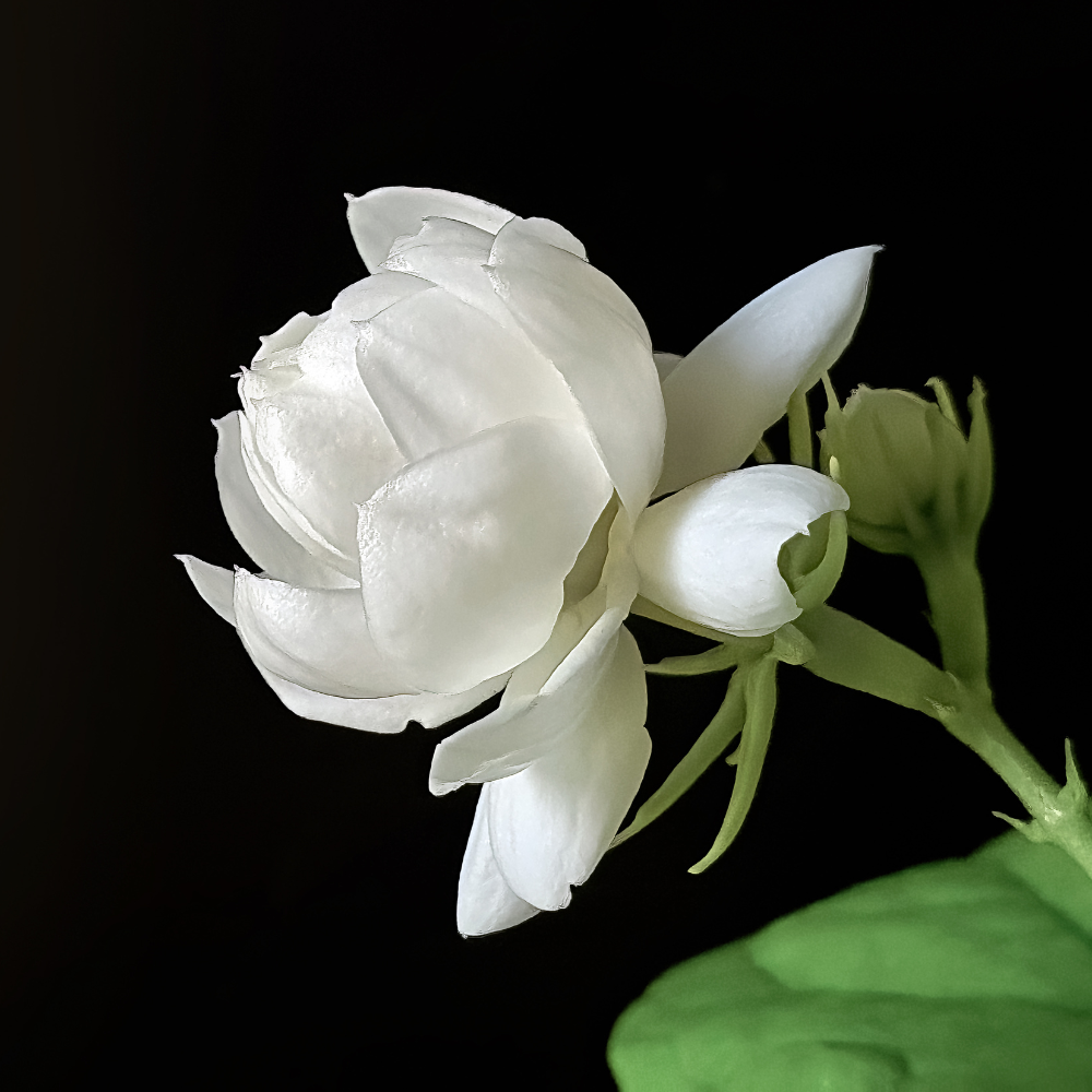 Maid of Orleans Jasmine Flower Plant in 4’’ Inch Pot | Live Jasmine Potted Plant Indoor | Suitable for Windowsills, Desks & Small Spaces | Perfect Fragrant Accent Plant for Home, Office