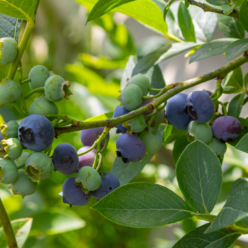 2 Small Huckleberry Plants Live for Planting in Pot, Easy to Grow, Cold-Hardy Native Deciduous Shrub, Well-Rooted Small Starter Plants for Home Garden