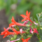 200 Pcs Standing Cypress Seeds for Planting Outdoors, Non-GMO Heirloom Tall Red Flowers, Low Maintenance Tubular Blooms for Yard Borders